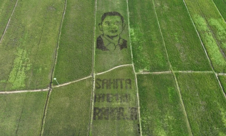 Tanbo Art Wajah Bupati Hamenang Hiasi Sawah Juwiring Klaten Tanbo Art Wajah Bupati Hamenang Hiasi Sawah Juwiring Klaten
